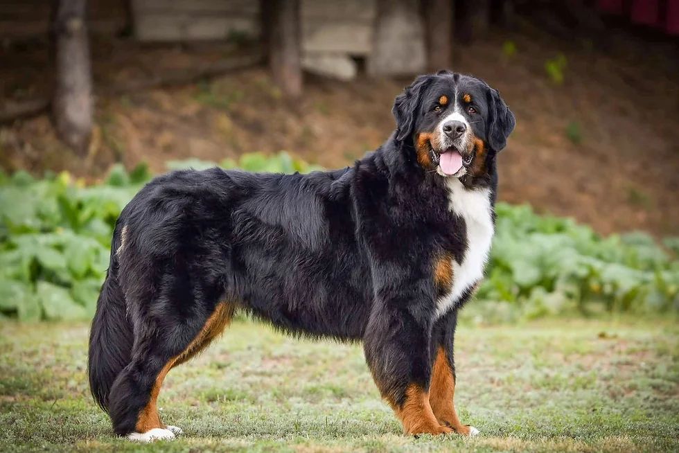 bern haus on oka Gortencia giovanna