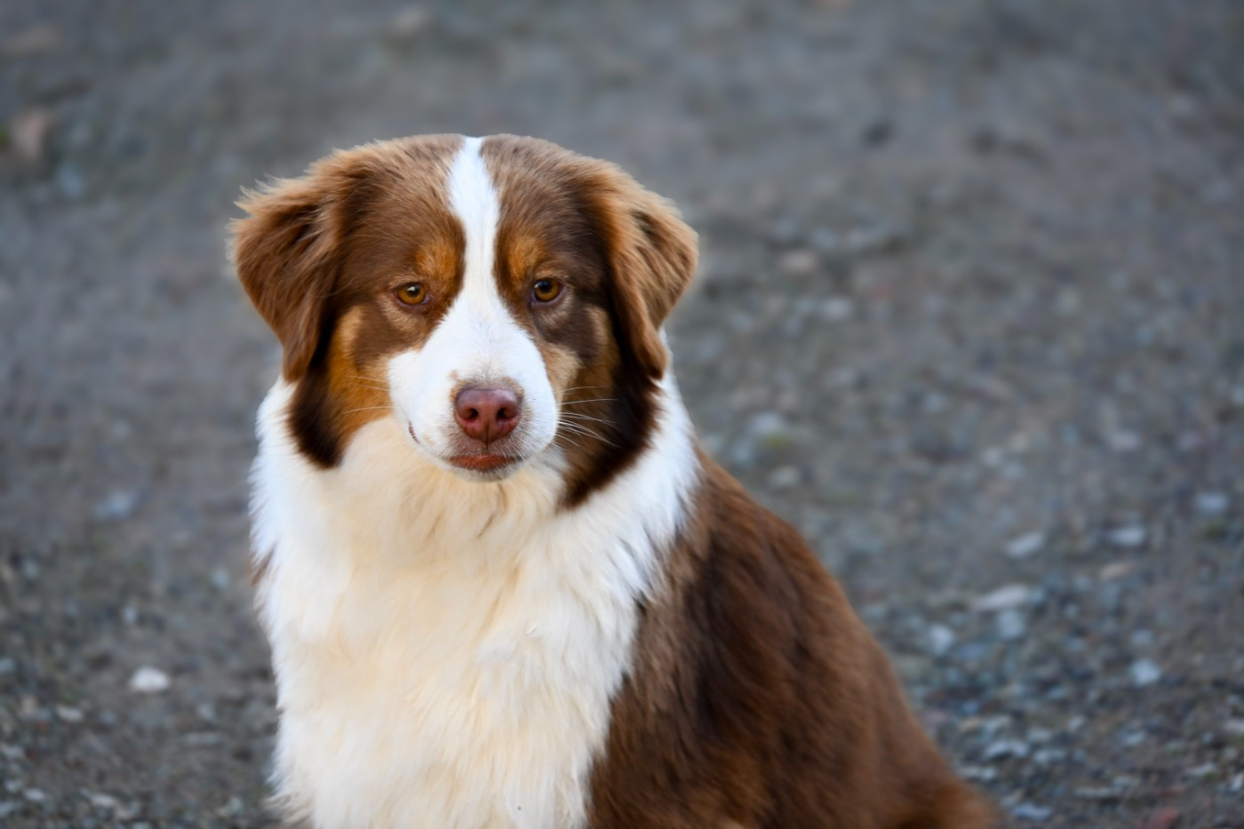 Tihia Du Domaine Des Perles D'Ambène