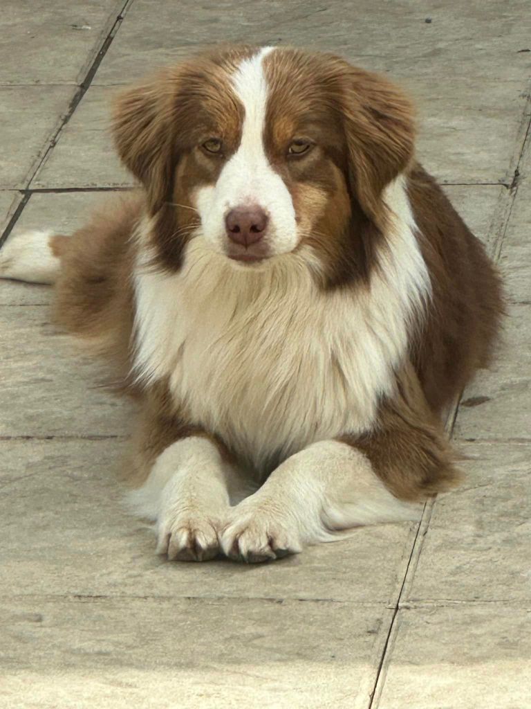 Tihia Du Domaine Des Perles D'Ambène