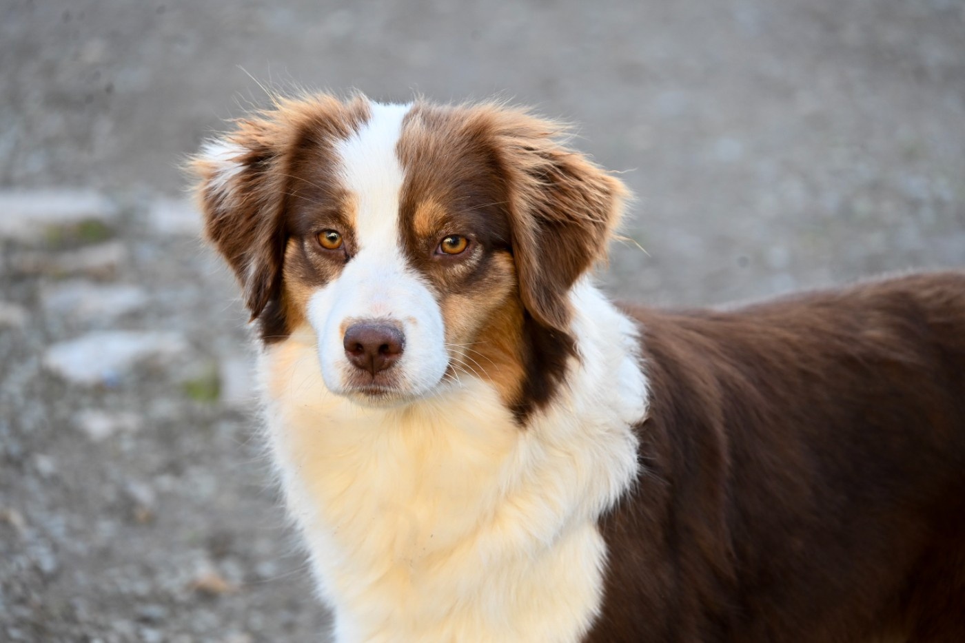Vanilla a the toffee heart Du Domaine Des Perles D'Ambène