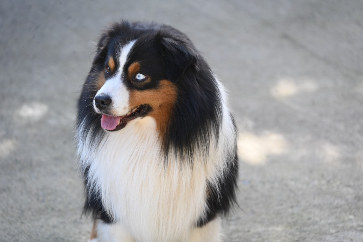 Sinbad the sailor du Pays de l'Auvézère