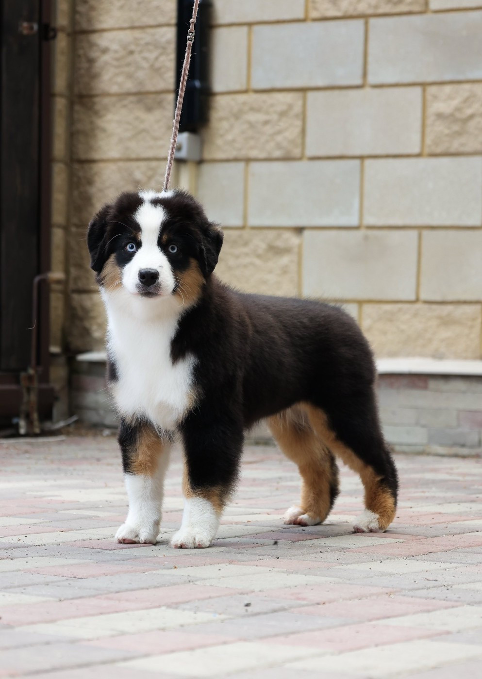 sweet world Que Sera of Moonglight Dreams