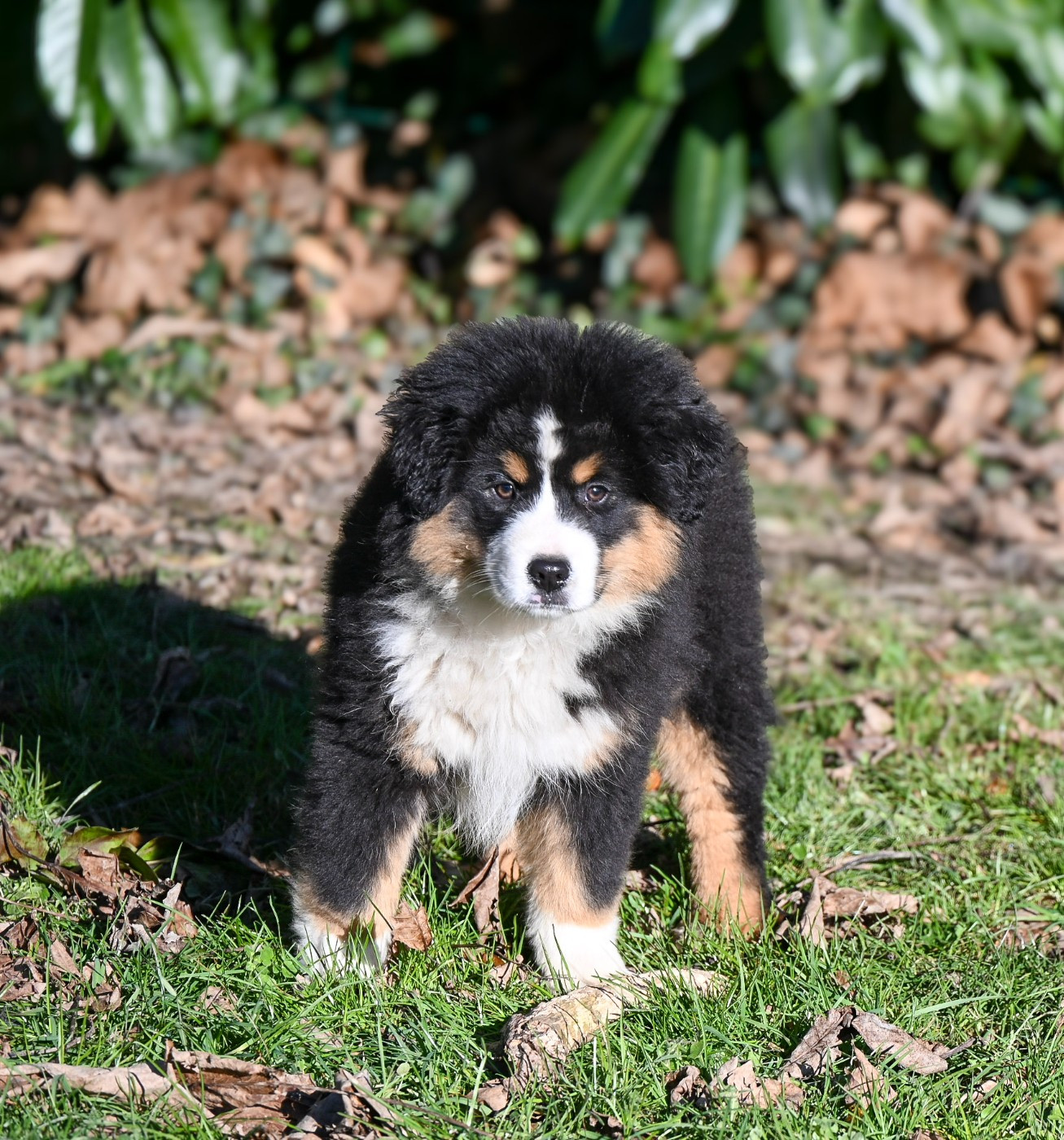 A Delicious Cookie du Domaine des Perles de la Riviera