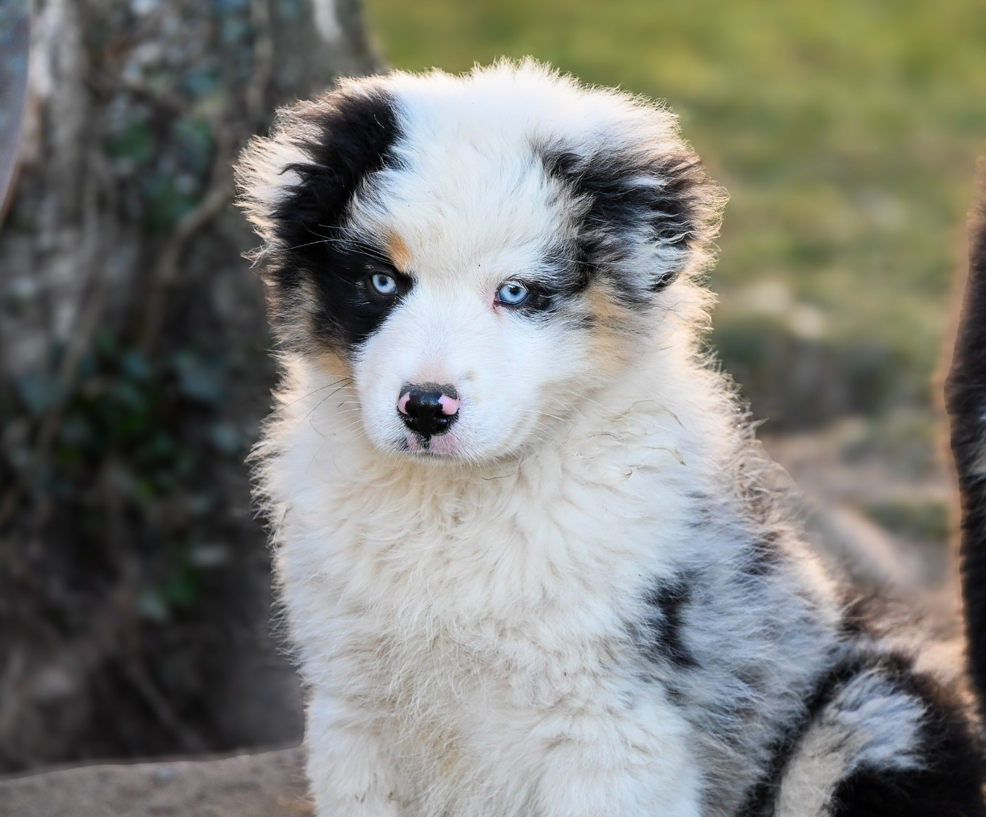 A Bright Blue Pearl du Domaine des Perles de la Riviera