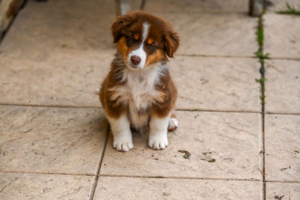 Domaine des Perles de la Riviera - Berger Américain Miniature  - Portée née le 20/07/2025