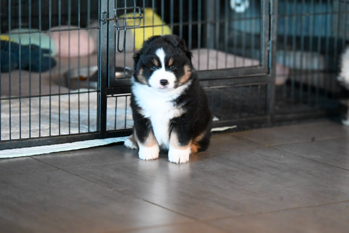 Domaine des Perles de la Riviera - Chiots disponibles - Berger Américain Miniature 