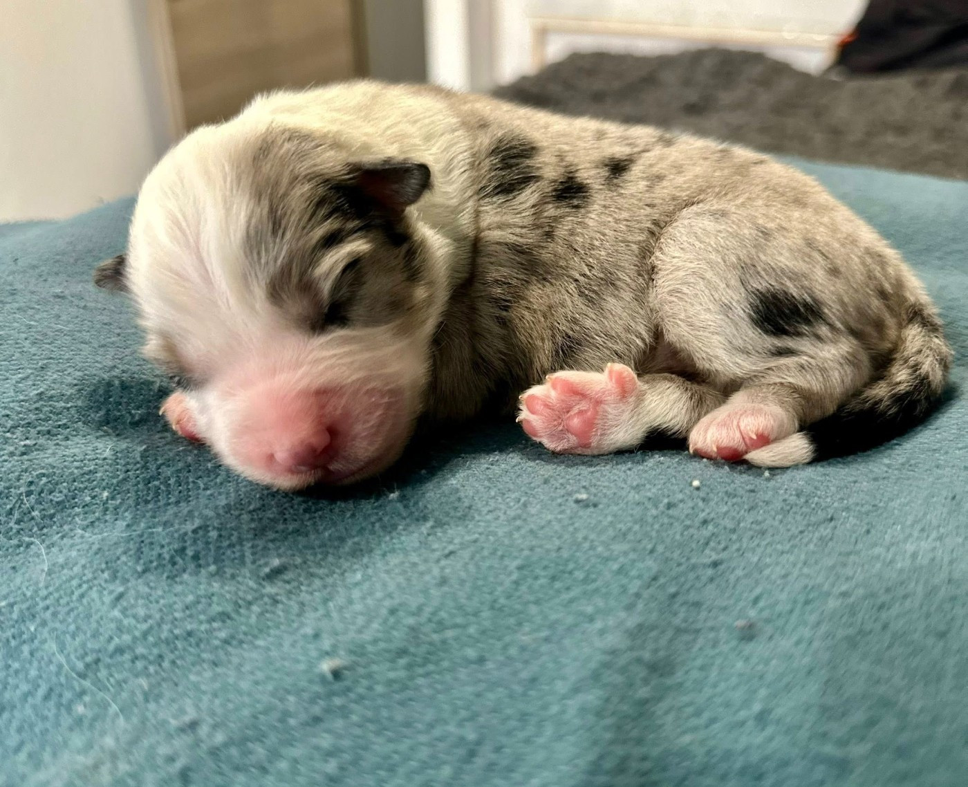 Domaine des Perles de la Riviera - Chiots disponibles - Berger Américain Miniature 