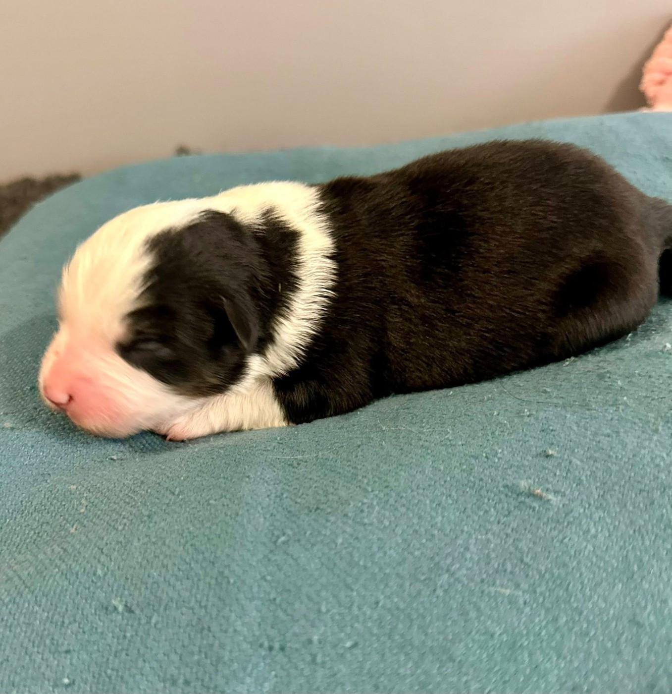 Domaine des Perles de la Riviera - Chiots disponibles - Berger Américain Miniature 