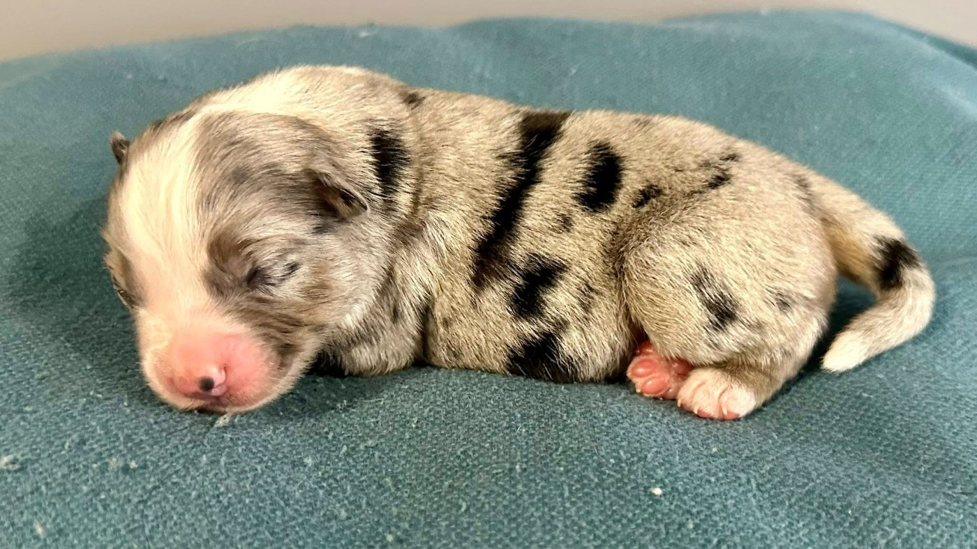 Domaine des Perles de la Riviera - Chiots disponibles - Berger Américain Miniature 