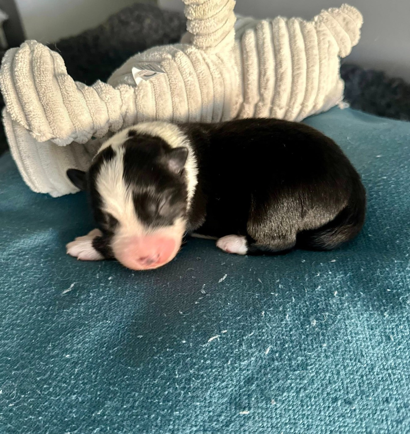 Domaine des Perles de la Riviera - Chiots disponibles - Berger Américain Miniature 