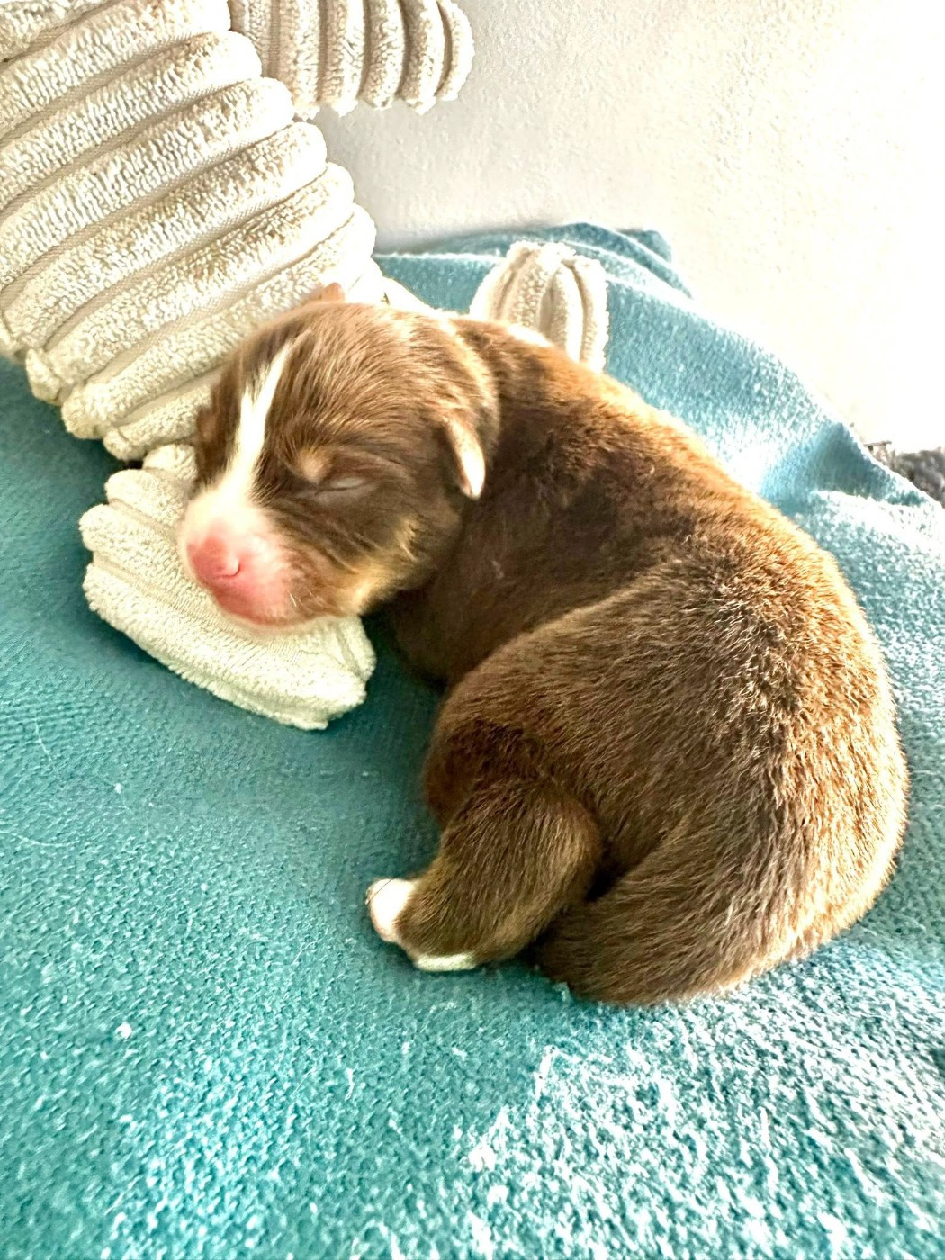 Domaine des Perles de la Riviera - Chiots disponibles - Berger Américain Miniature 