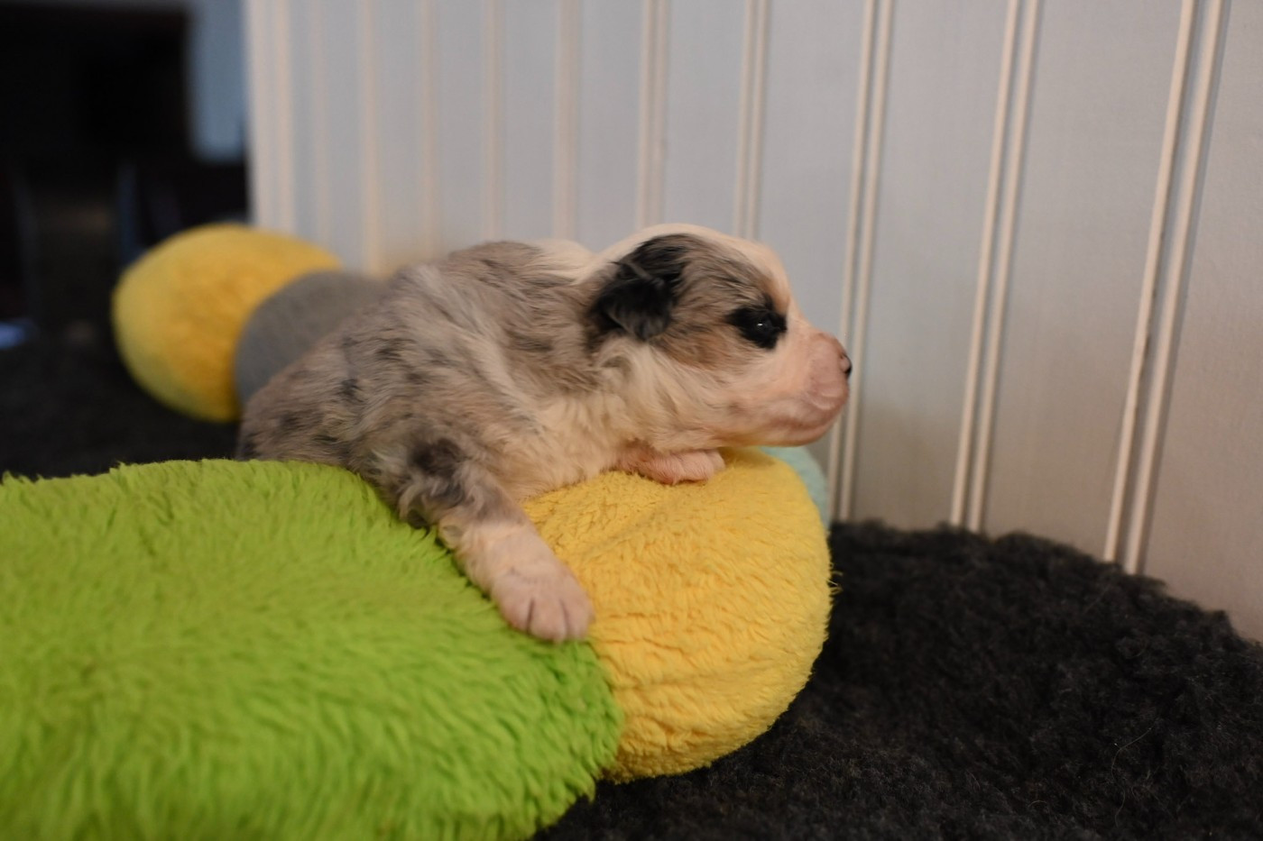 Domaine des Perles de la Riviera - Berger Américain Miniature  - Portée née le 16/11/2025