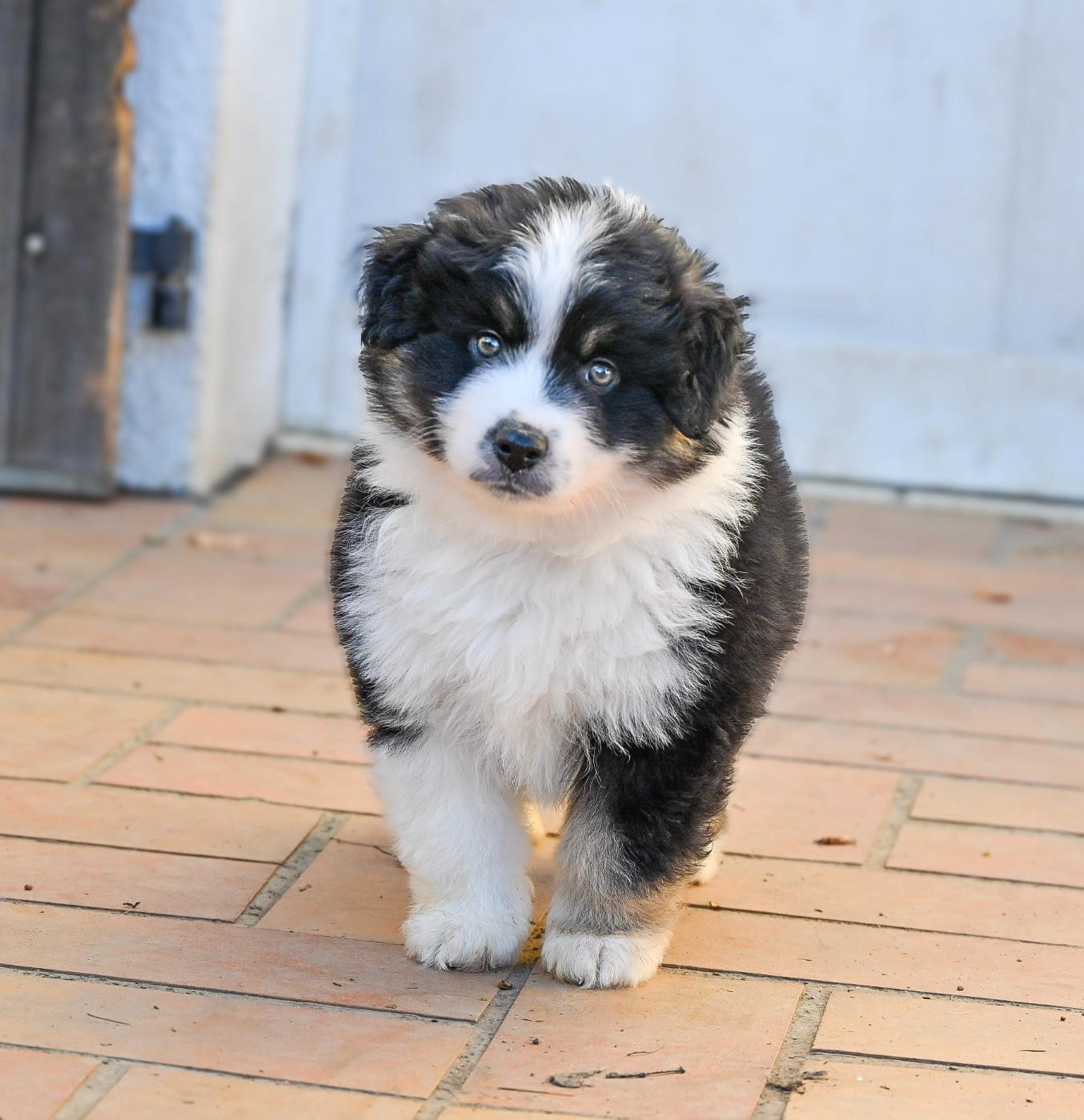 Domaine des Perles de la Riviera - Chiots disponibles - Berger Américain Miniature 