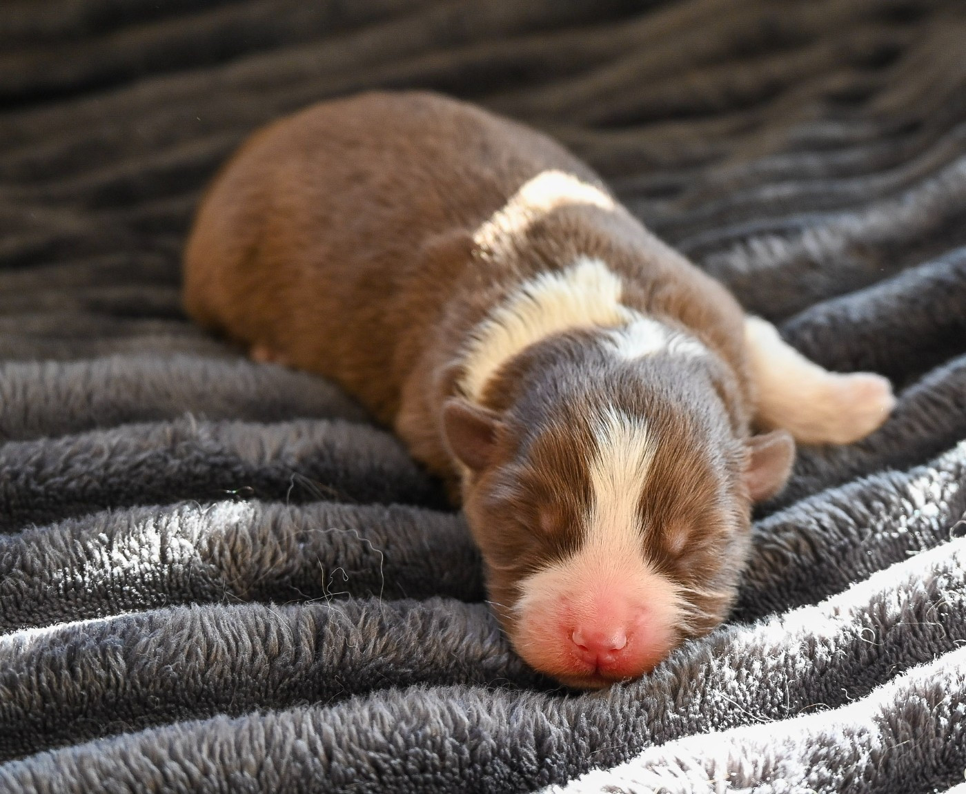 Domaine des Perles de la Riviera - Chiots disponibles - Berger Américain Miniature 