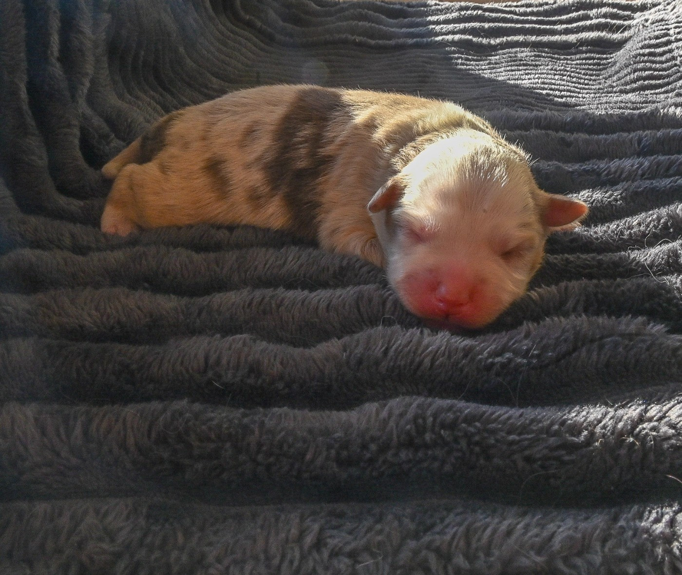 Domaine des Perles de la Riviera - Chiots disponibles - Berger Américain Miniature 