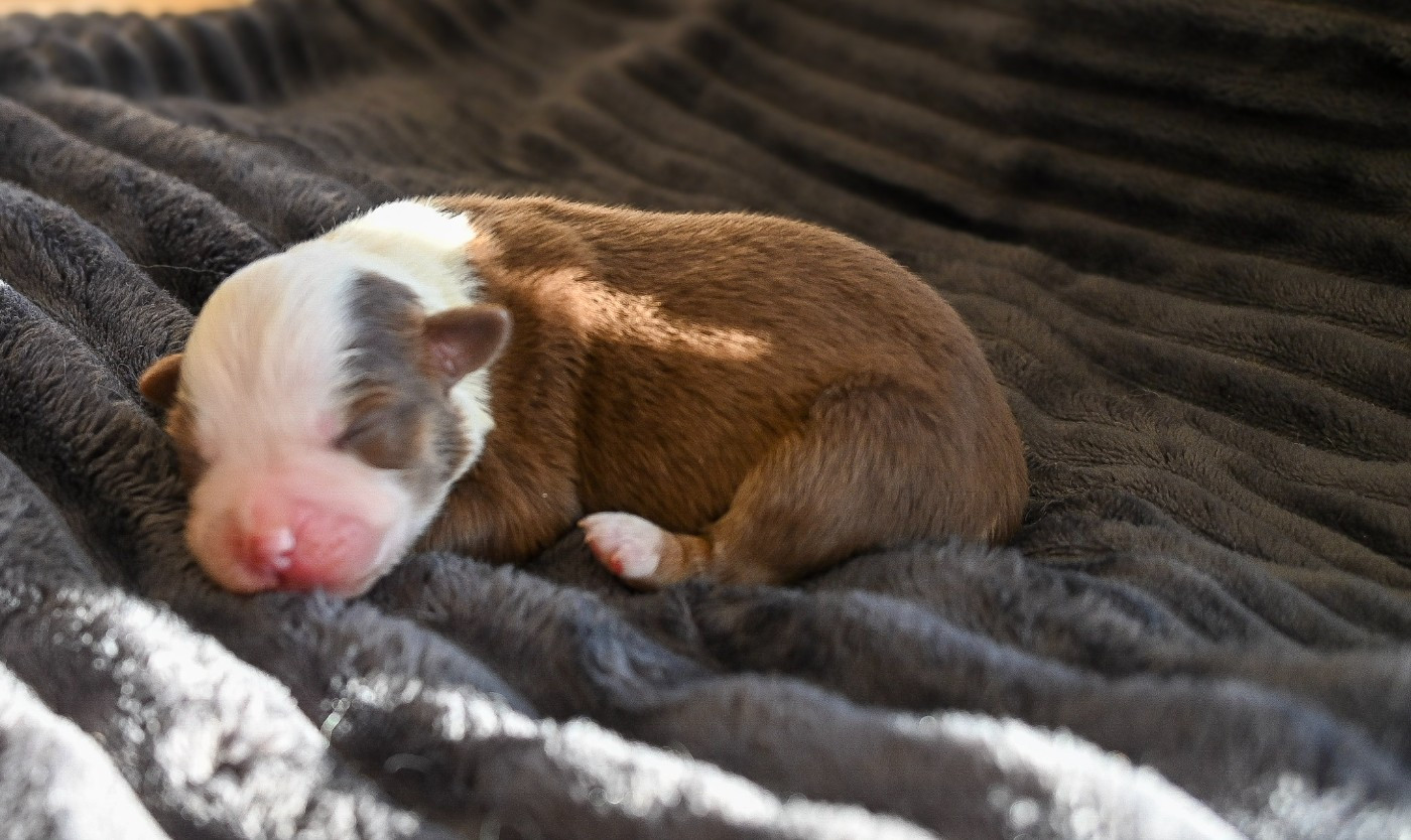 Domaine des Perles de la Riviera - Chiots disponibles - Berger Américain Miniature 