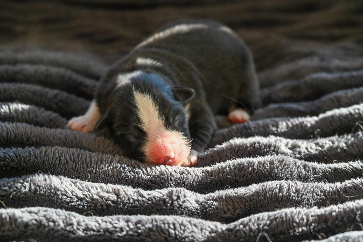 Domaine des Perles de la Riviera - Chiots disponibles - Berger Américain Miniature 