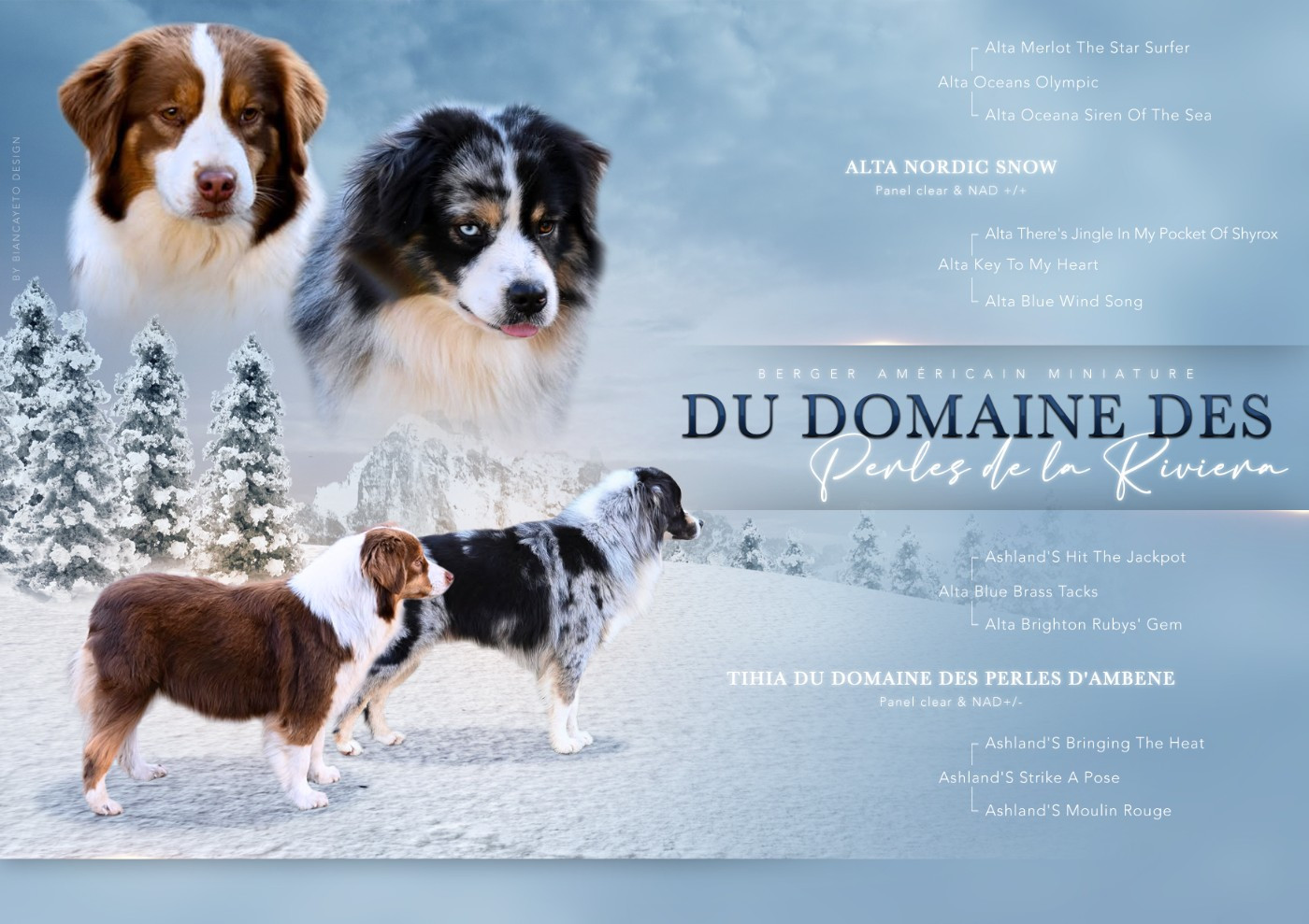 Domaine des Perles de la Riviera - Berger Américain Miniature  - Portée née le 01/01/2026