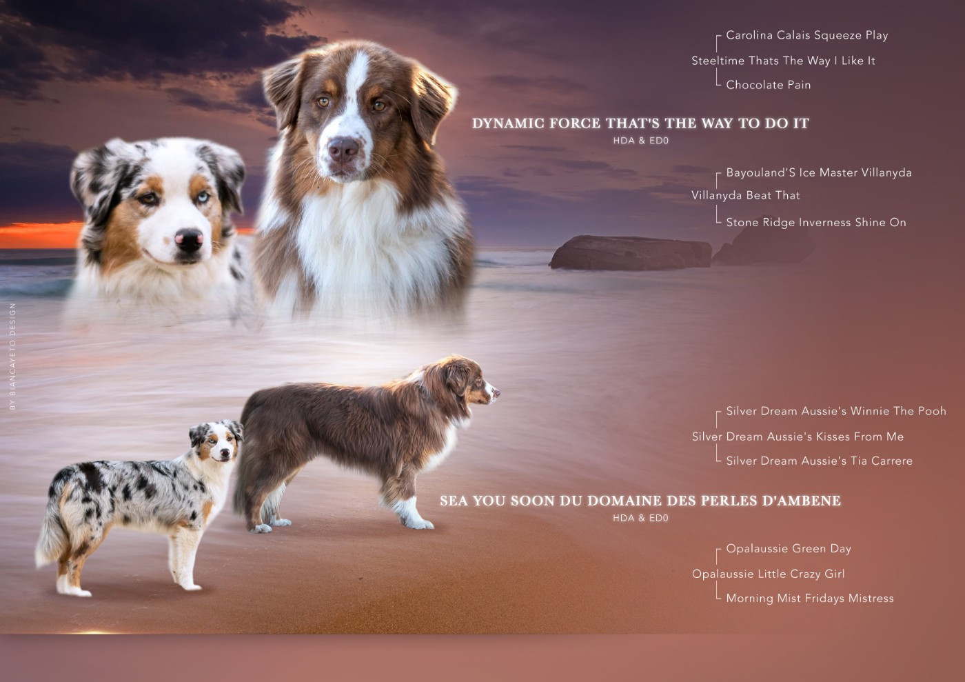 Chiot Berger Australien Domaine des Perles de la Riviera