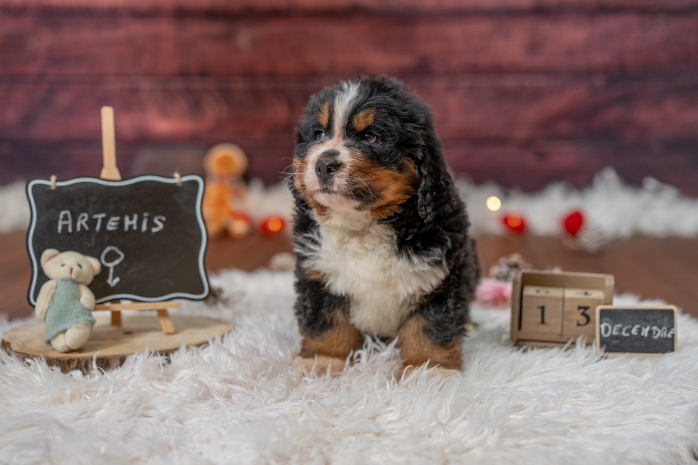 Domaine des Perles de la Riviera - Chiots disponibles - Bouvier Bernois