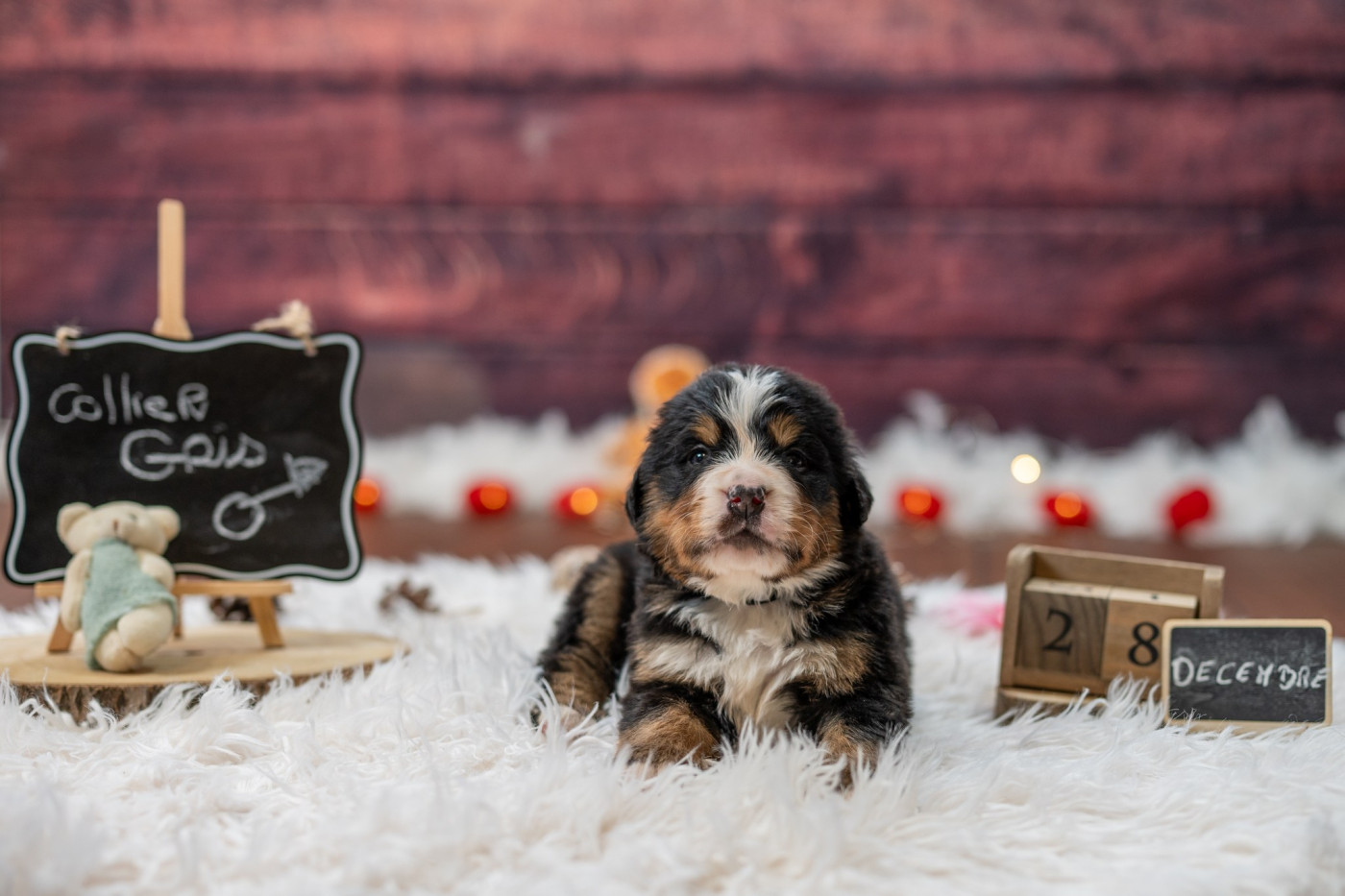 Domaine des Perles de la Riviera - Chiots disponibles - Bouvier Bernois