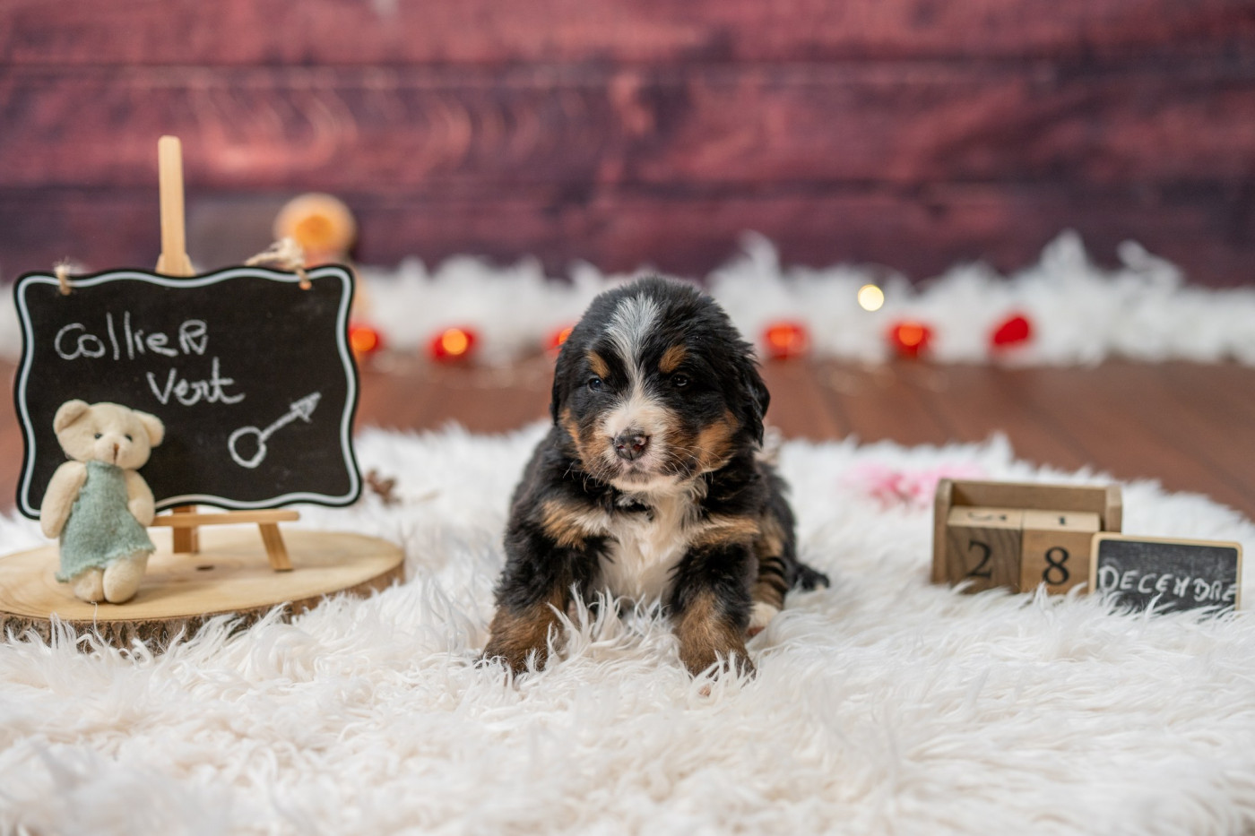 Domaine des Perles de la Riviera - Chiots disponibles - Bouvier Bernois