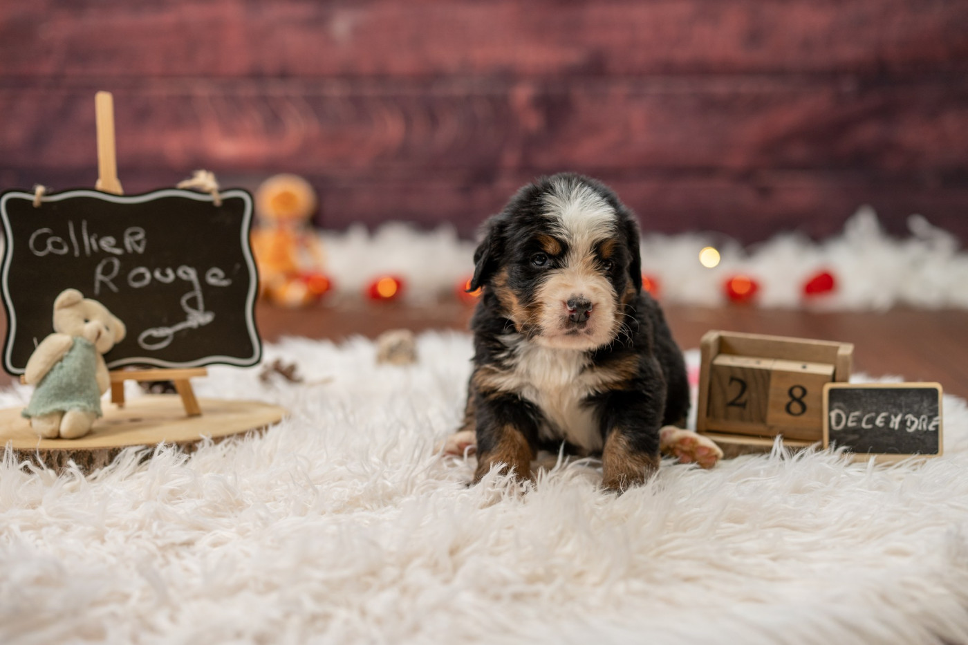 Domaine des Perles de la Riviera - Chiots disponibles - Bouvier Bernois