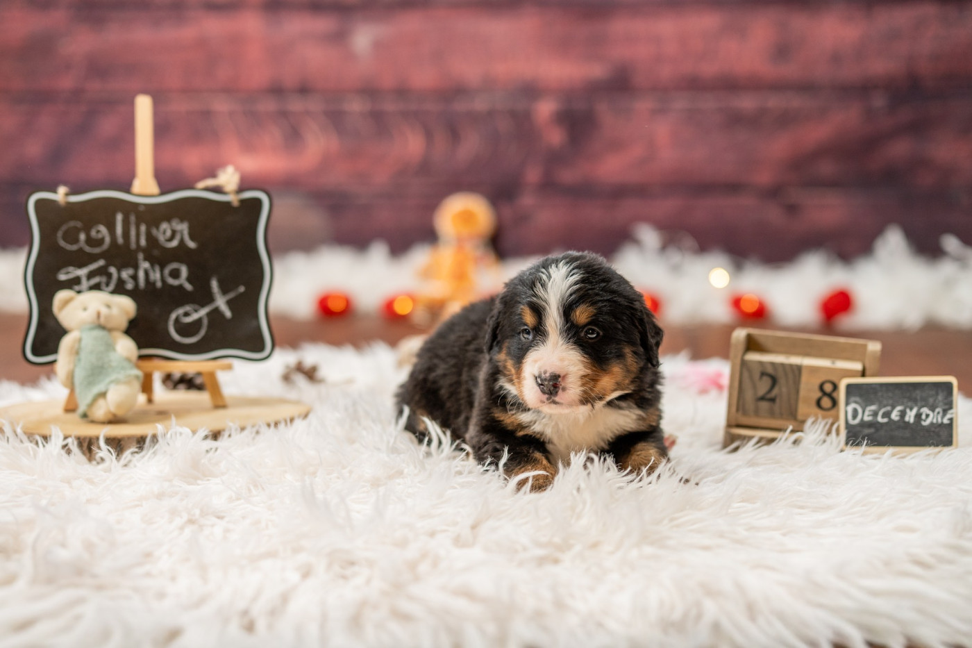 Domaine des Perles de la Riviera - Chiots disponibles - Bouvier Bernois