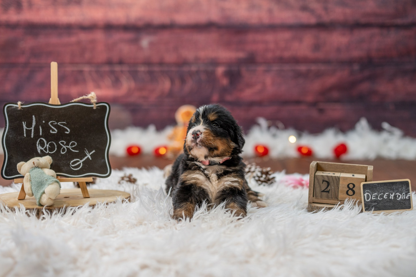 Domaine des Perles de la Riviera - Chiots disponibles - Bouvier Bernois