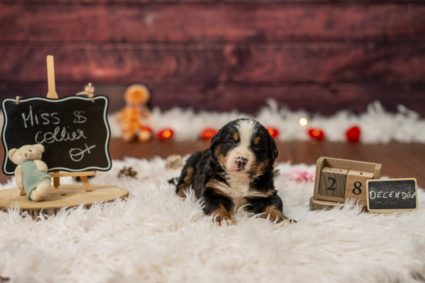 Domaine des Perles de la Riviera - Chiots disponibles - Bouvier Bernois