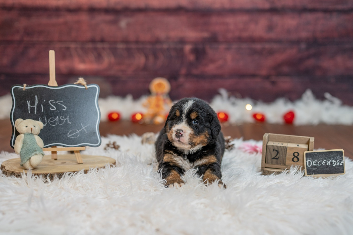 Domaine des Perles de la Riviera - Chiots disponibles - Bouvier Bernois