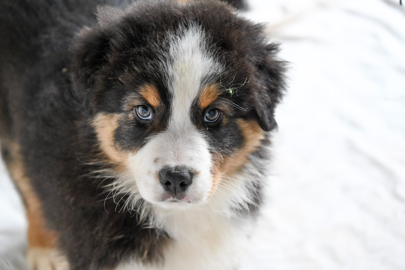 Domaine des Perles de la Riviera - Chiots disponibles - Berger Australien