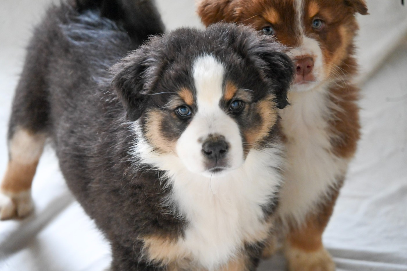 Domaine des Perles de la Riviera - Chiots disponibles - Berger Australien