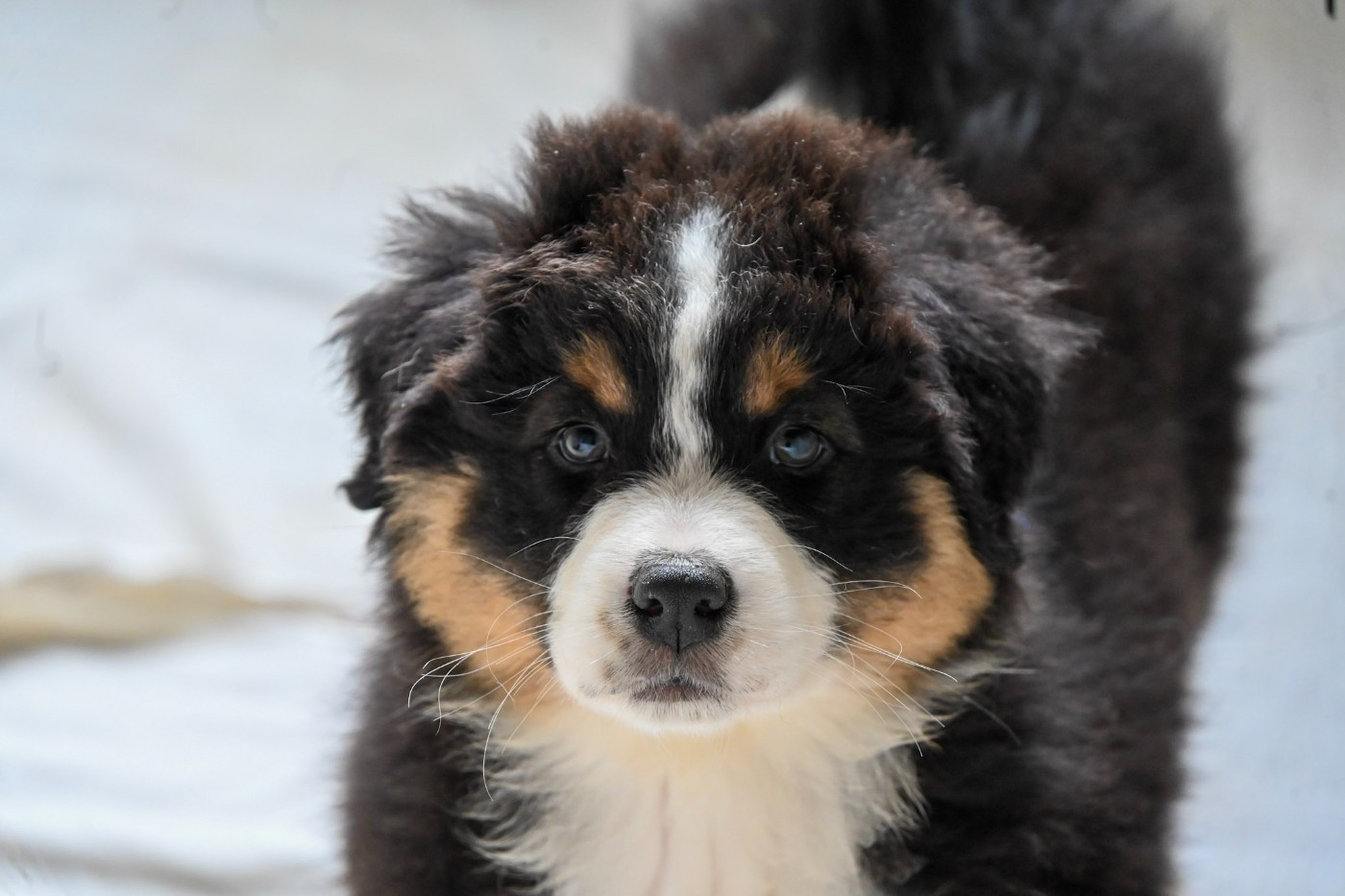 Domaine des Perles de la Riviera - Chiots disponibles - Berger Australien