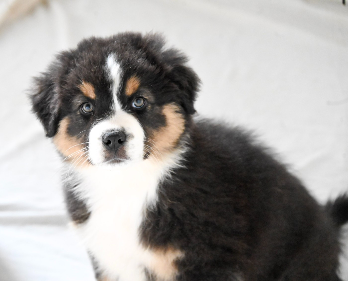 Domaine des Perles de la Riviera - Chiots disponibles - Berger Australien