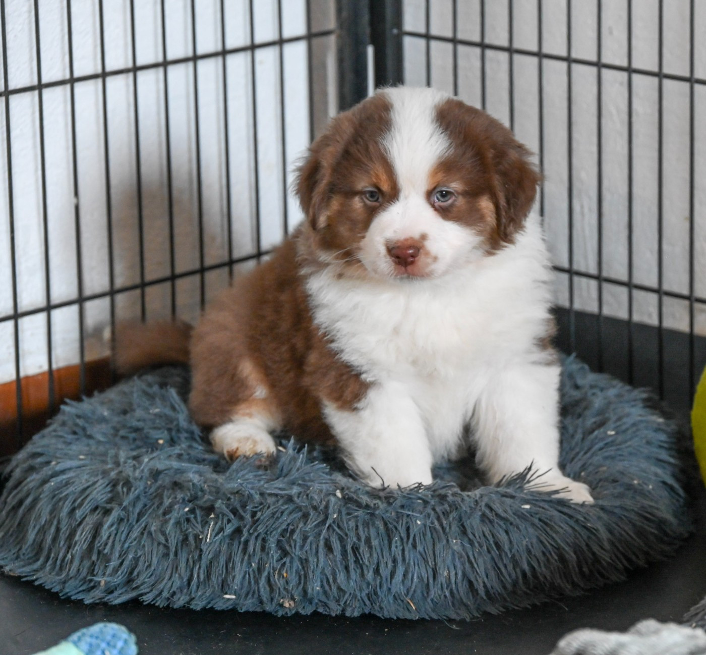 Domaine des Perles de la Riviera - Chiots disponibles - Berger Américain Miniature 