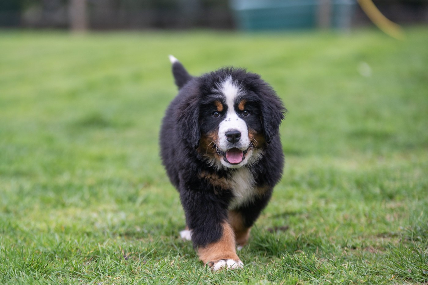 Domaine des Perles de la Riviera - Chiots disponibles - Bouvier Bernois