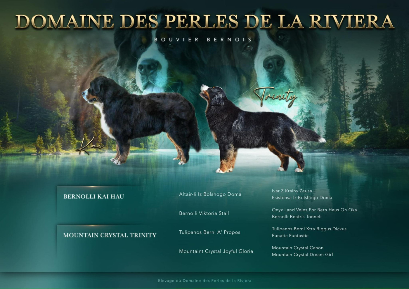 Chiot Bouvier Bernois Domaine des Perles de la Riviera