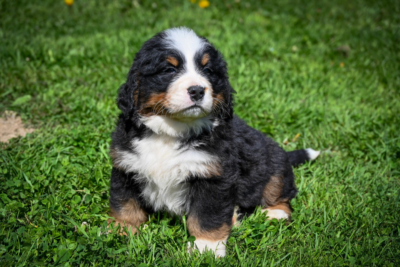 Domaine des Perles de la Riviera - Chiots disponibles - Bouvier Bernois