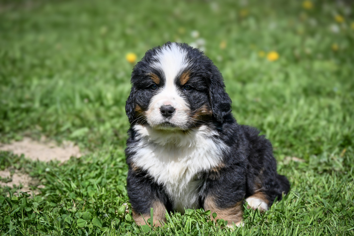 Domaine des Perles de la Riviera - Chiots disponibles - Bouvier Bernois