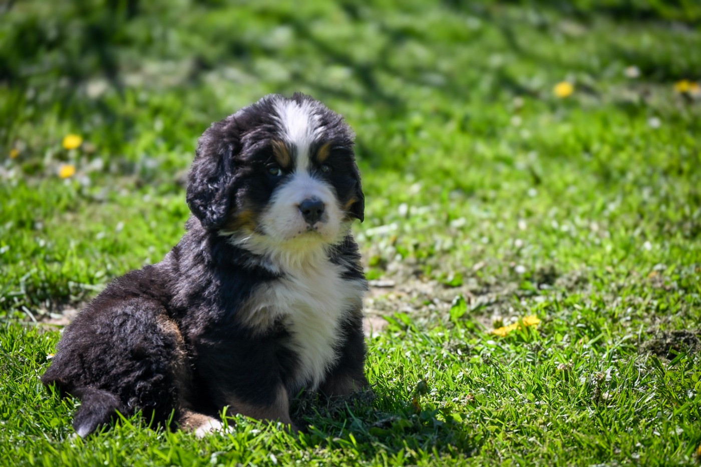 Domaine des Perles de la Riviera - Chiots disponibles - Bouvier Bernois