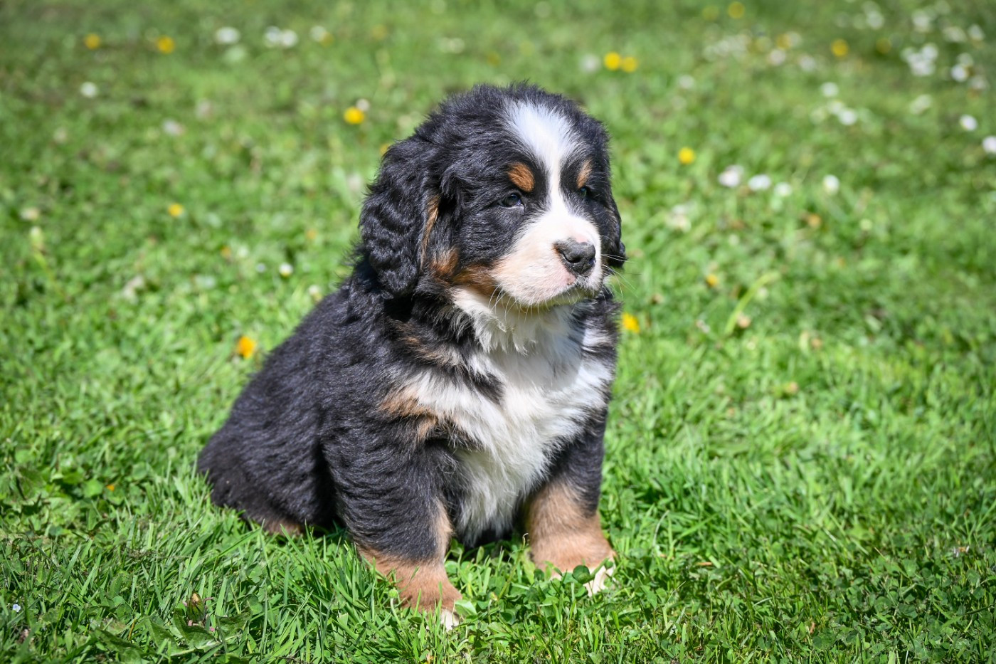 Domaine des Perles de la Riviera - Chiots disponibles - Bouvier Bernois