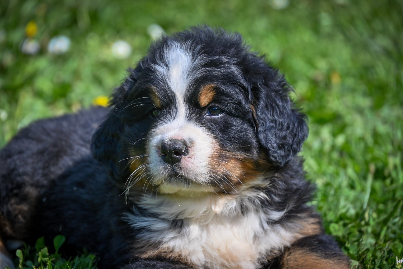 Domaine des Perles de la Riviera - Chiots disponibles - Bouvier Bernois