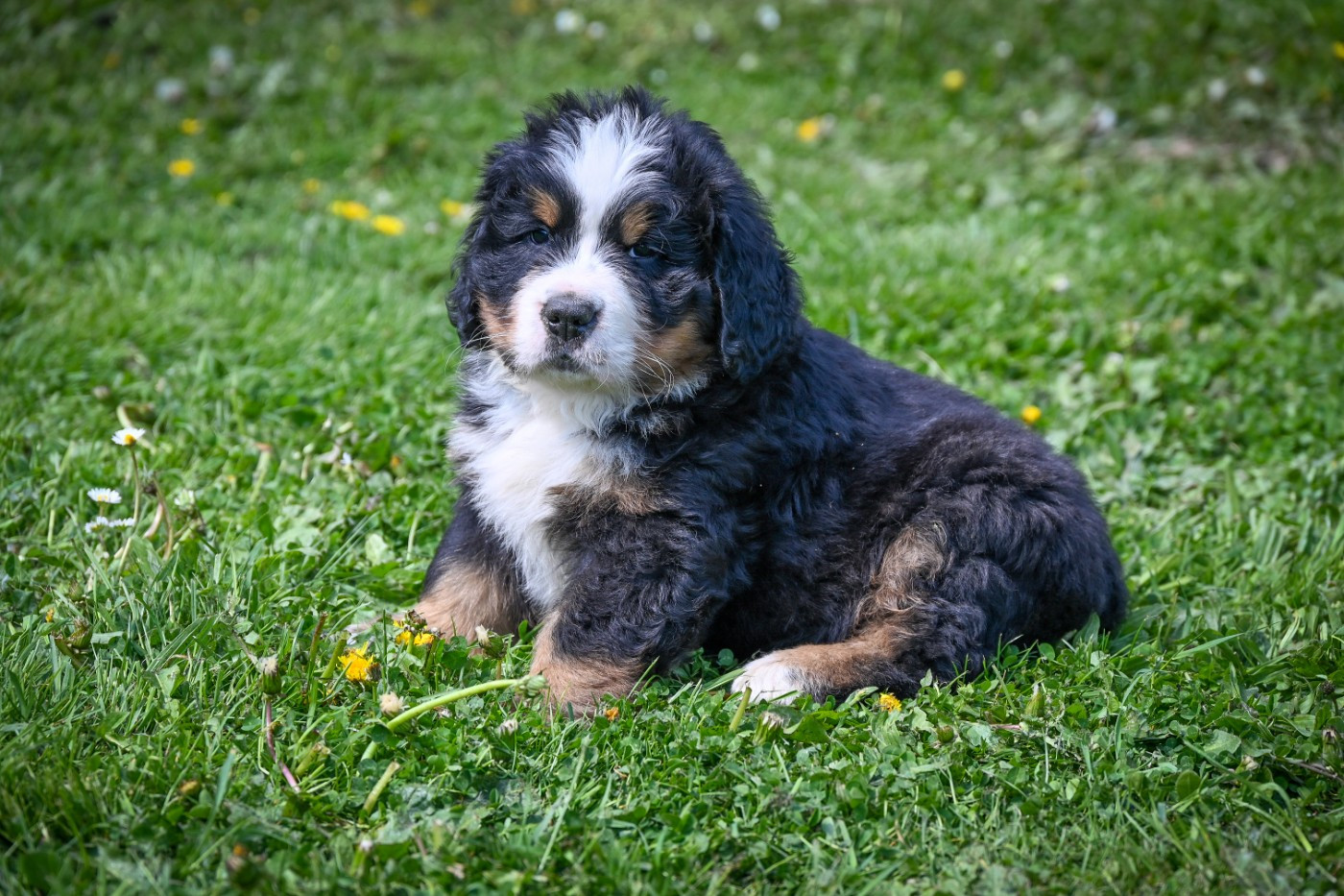 Domaine des Perles de la Riviera - Chiots disponibles - Bouvier Bernois