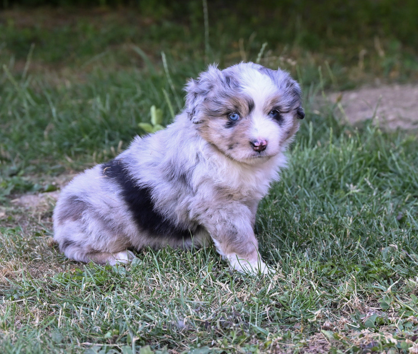 Domaine des Perles de la Riviera - Chiots disponibles - Berger Américain Miniature 