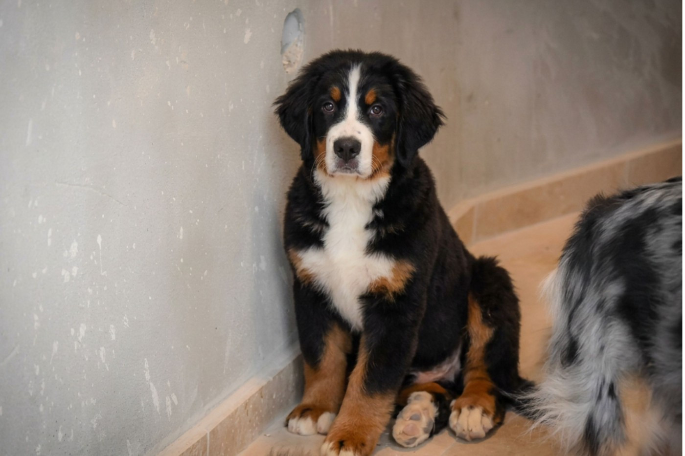 Domaine des Perles de la Riviera - Chiots disponibles - Bouvier Bernois