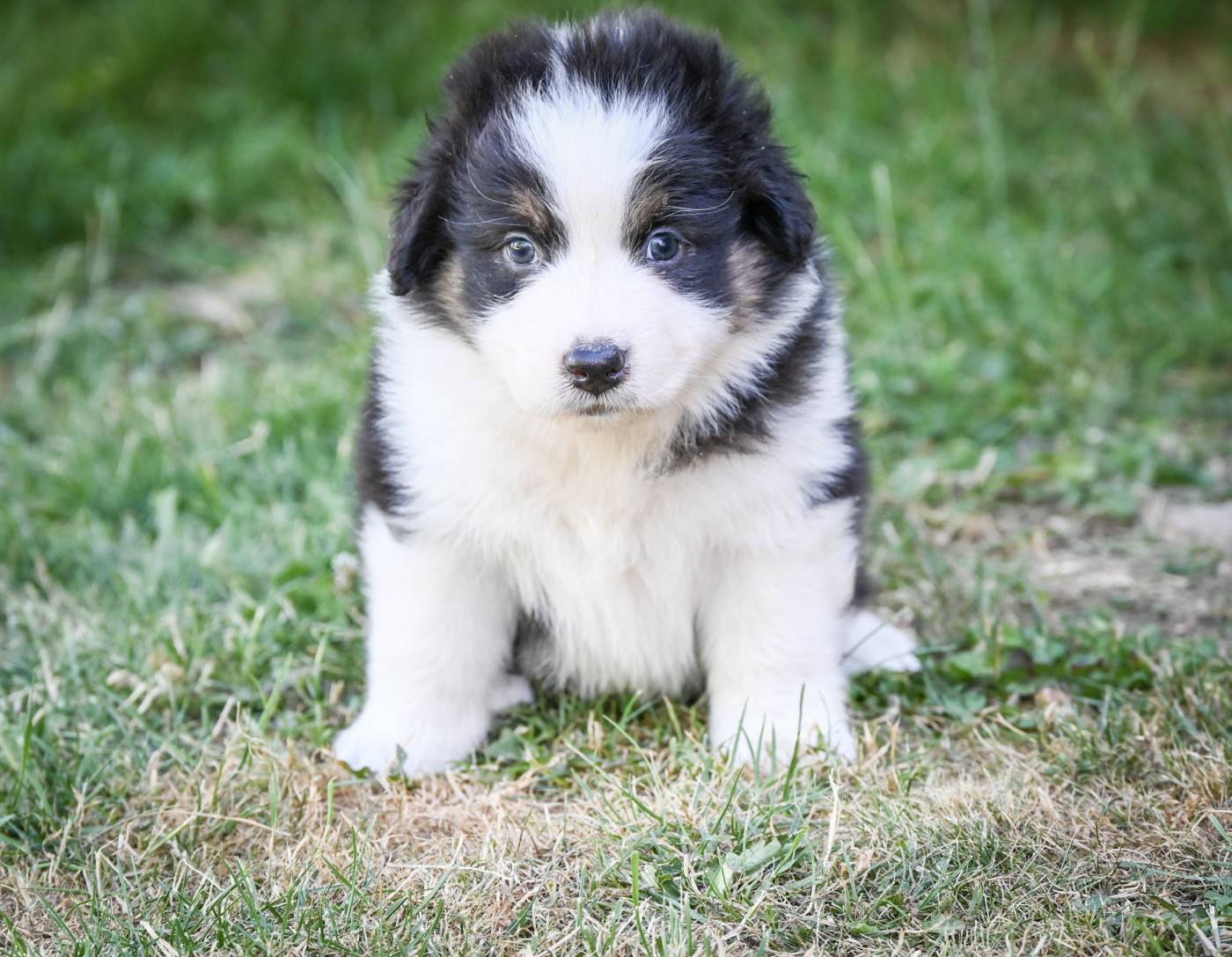 Domaine des Perles de la Riviera - Chiots disponibles - Berger Australien
