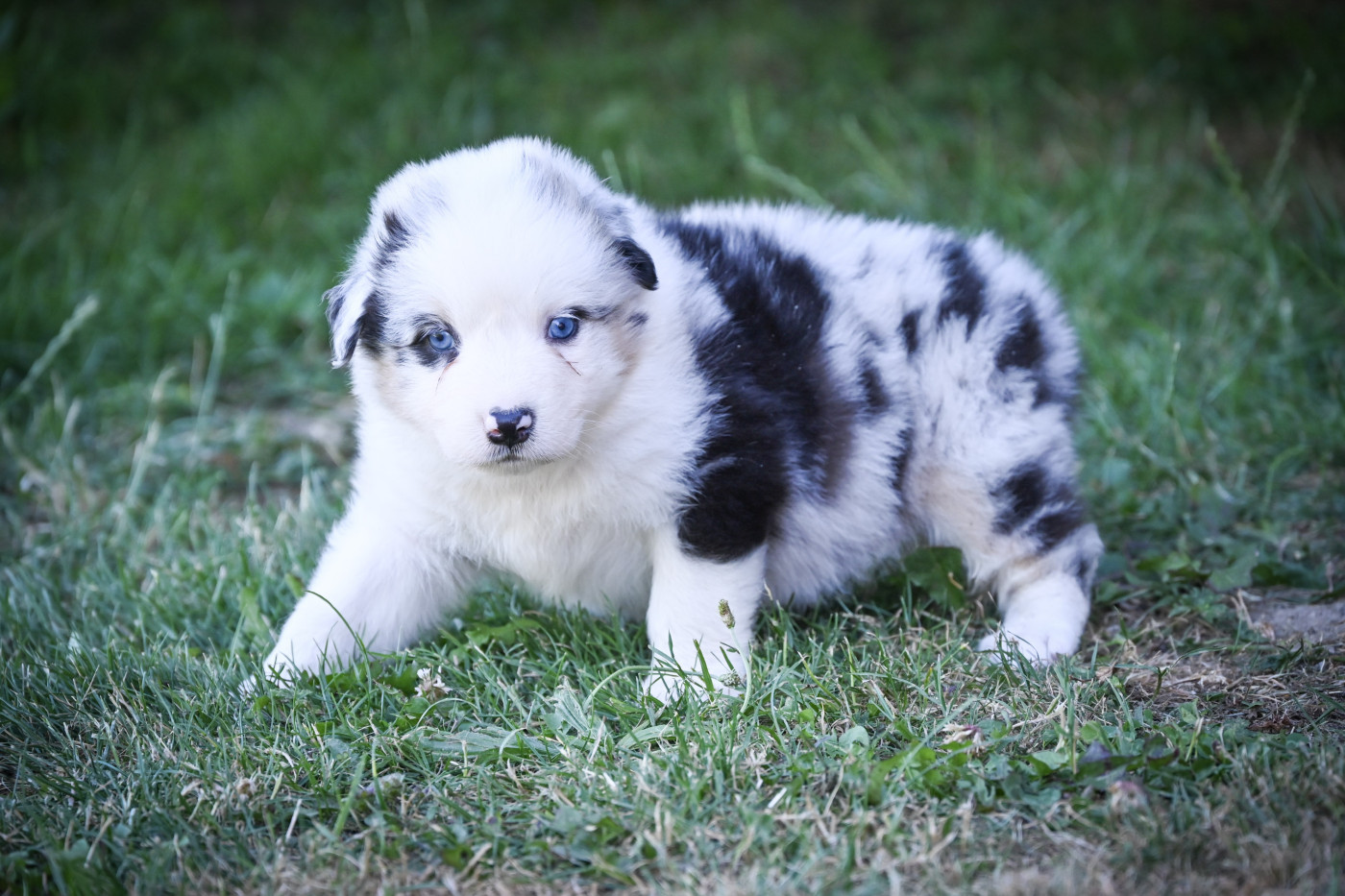 Domaine des Perles de la Riviera - Chiots disponibles - Berger Australien