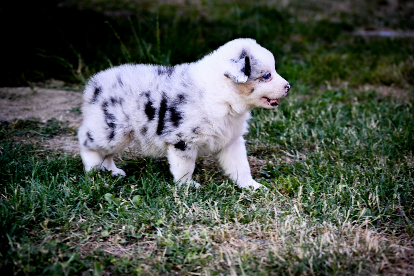 Domaine des Perles de la Riviera - Chiots disponibles - Berger Australien