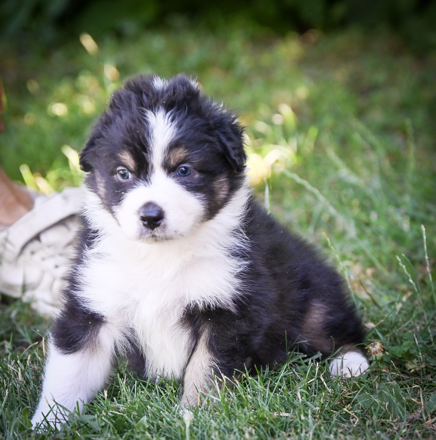 Domaine des Perles de la Riviera - Chiots disponibles - Berger Australien